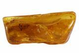 Fossil Fungus Gnat and Fly In Baltic Amber #84642-1